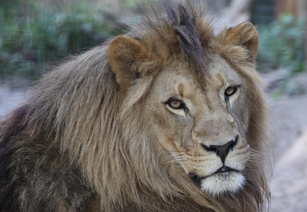 Lion Nikola at FELIDA Big Cat Sanctuary