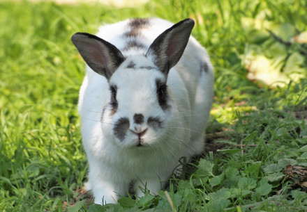 Rabbit on a field