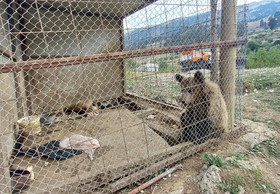 Commercial Wildlife Trade in Albania Still Out of Control