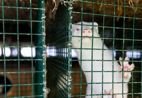 Mink to Be Culled on Fur Farms