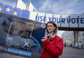 EU Elections: Brussels’ Top Five Fails in Animal Welfare
