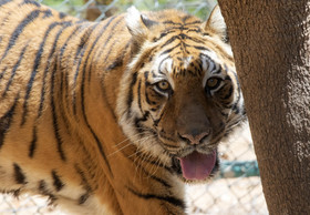 Success of Critical Mission: Two Rescued Bengal Tigers Arrive Safely in Jordan